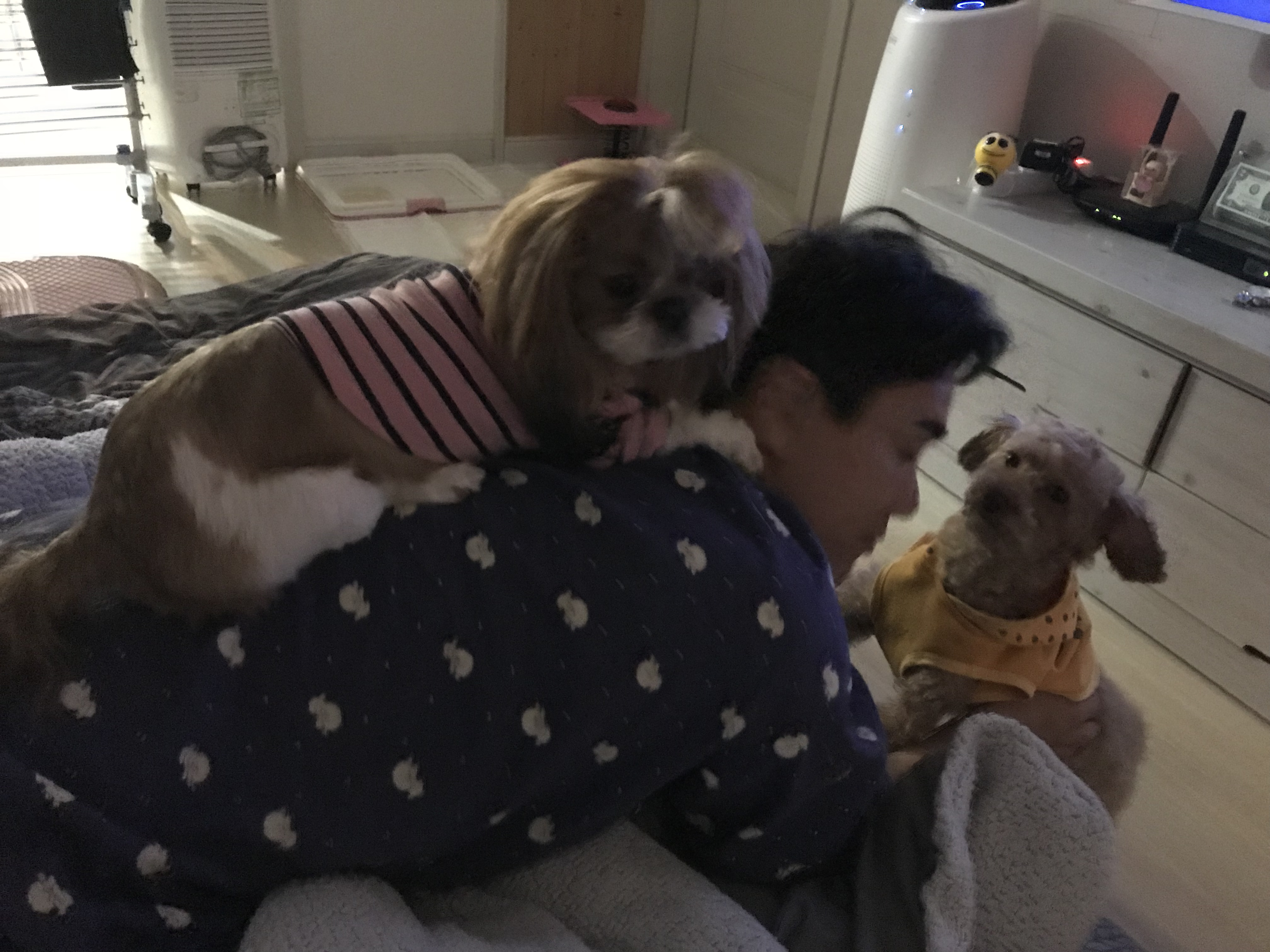 시흥 종견장 화재현장에서 구조된 하나(푸들)입양후기 올립니다^^