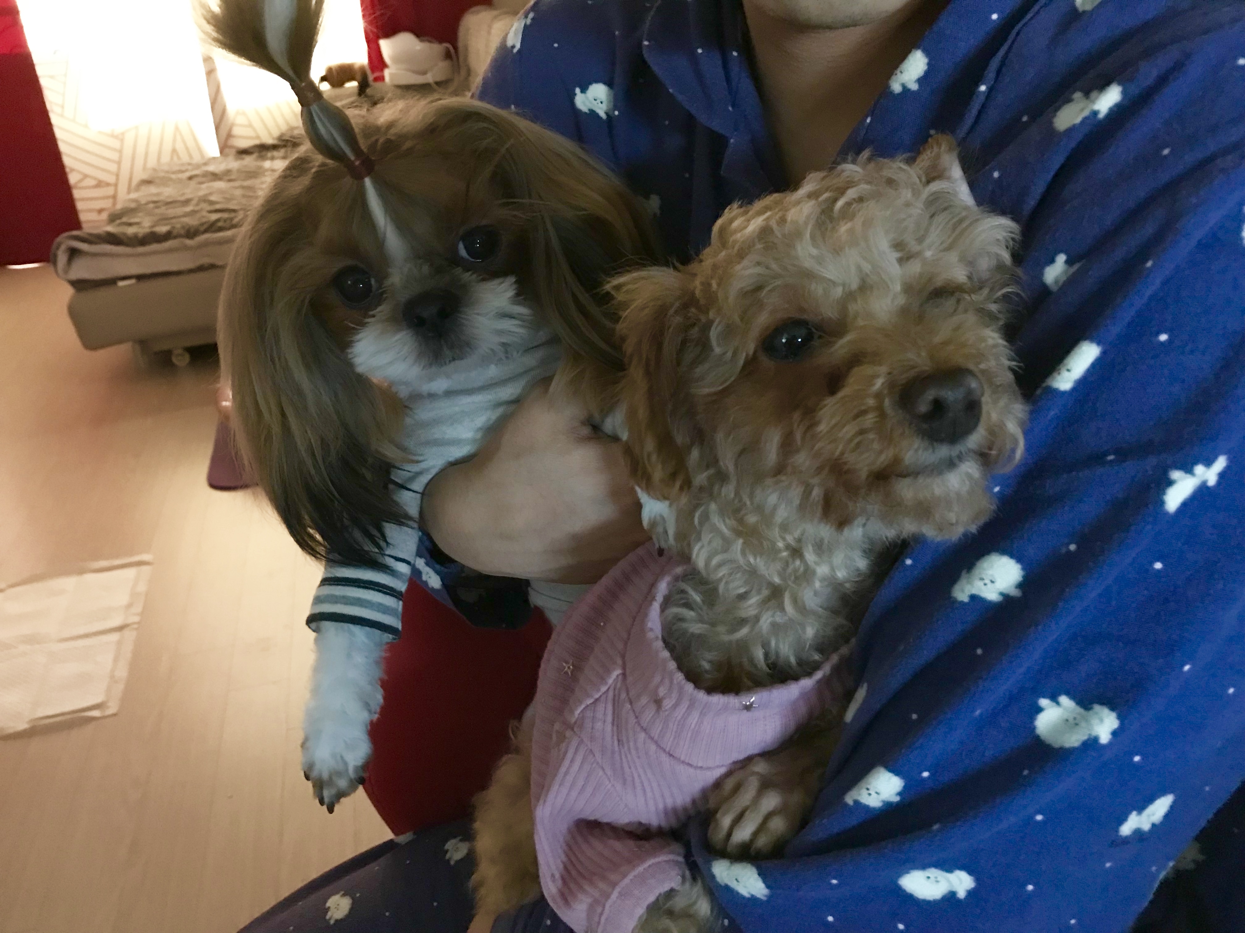 시흥 종견장 화재현장에서 구조된 하나(푸들)입양후기 올립니다^^