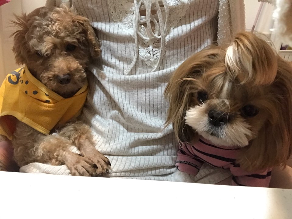 시흥 종견장 화재현장에서 구조된 하나(푸들)입양후기 올립니다^^