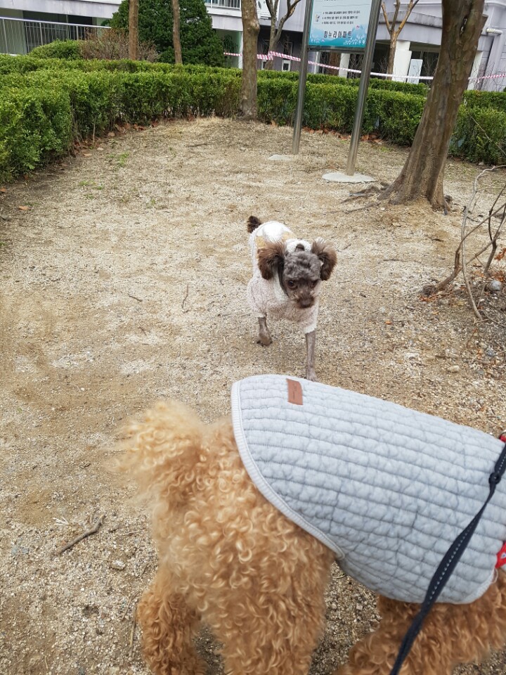 시흥번식장화재 구조견 달래(치멍24) 소식 전합니다.