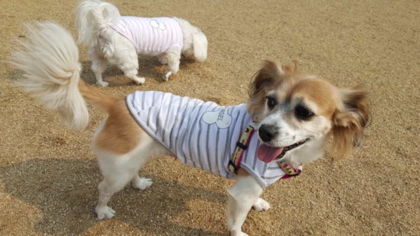 보리  인사 왔어요~~^^