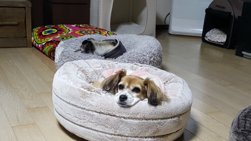보리  인사 왔어요~~^^