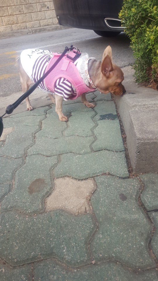 콜라(하나) 오랜만에 인사드려요~
