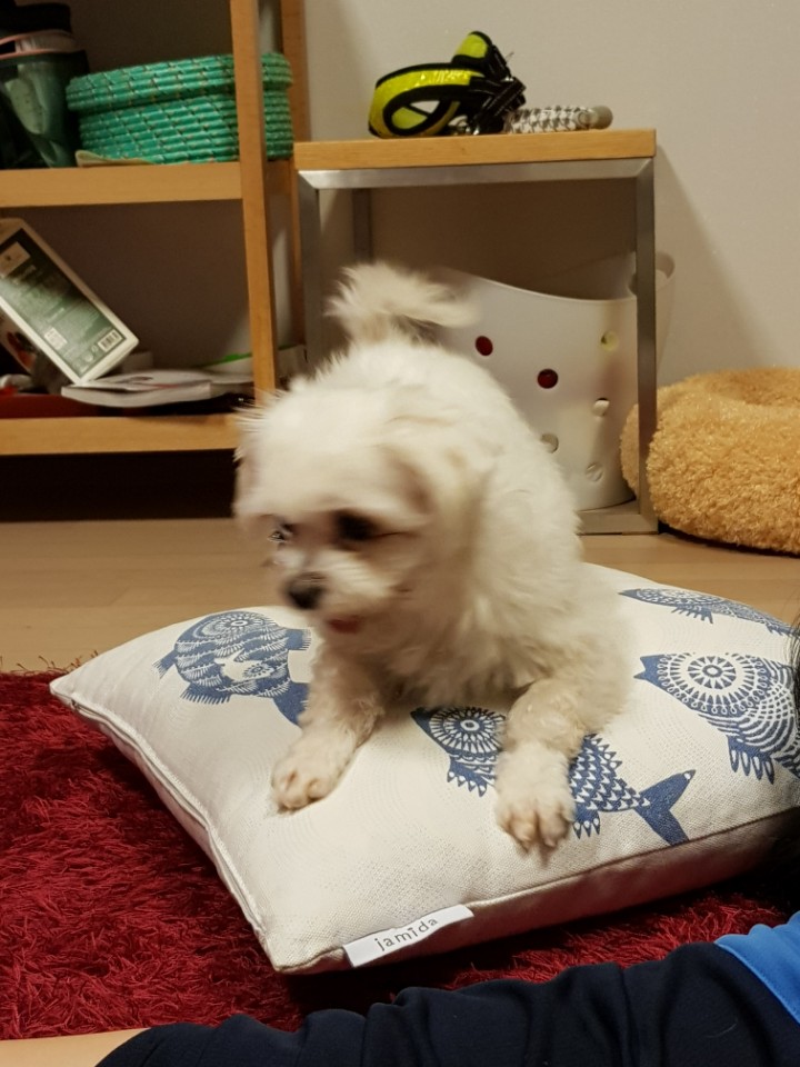 금순이 입양온지 3개월