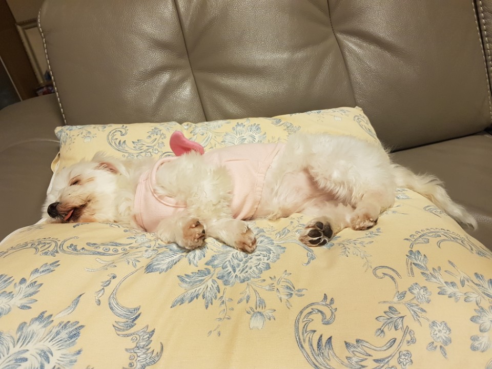 금순이 입양온지 3개월