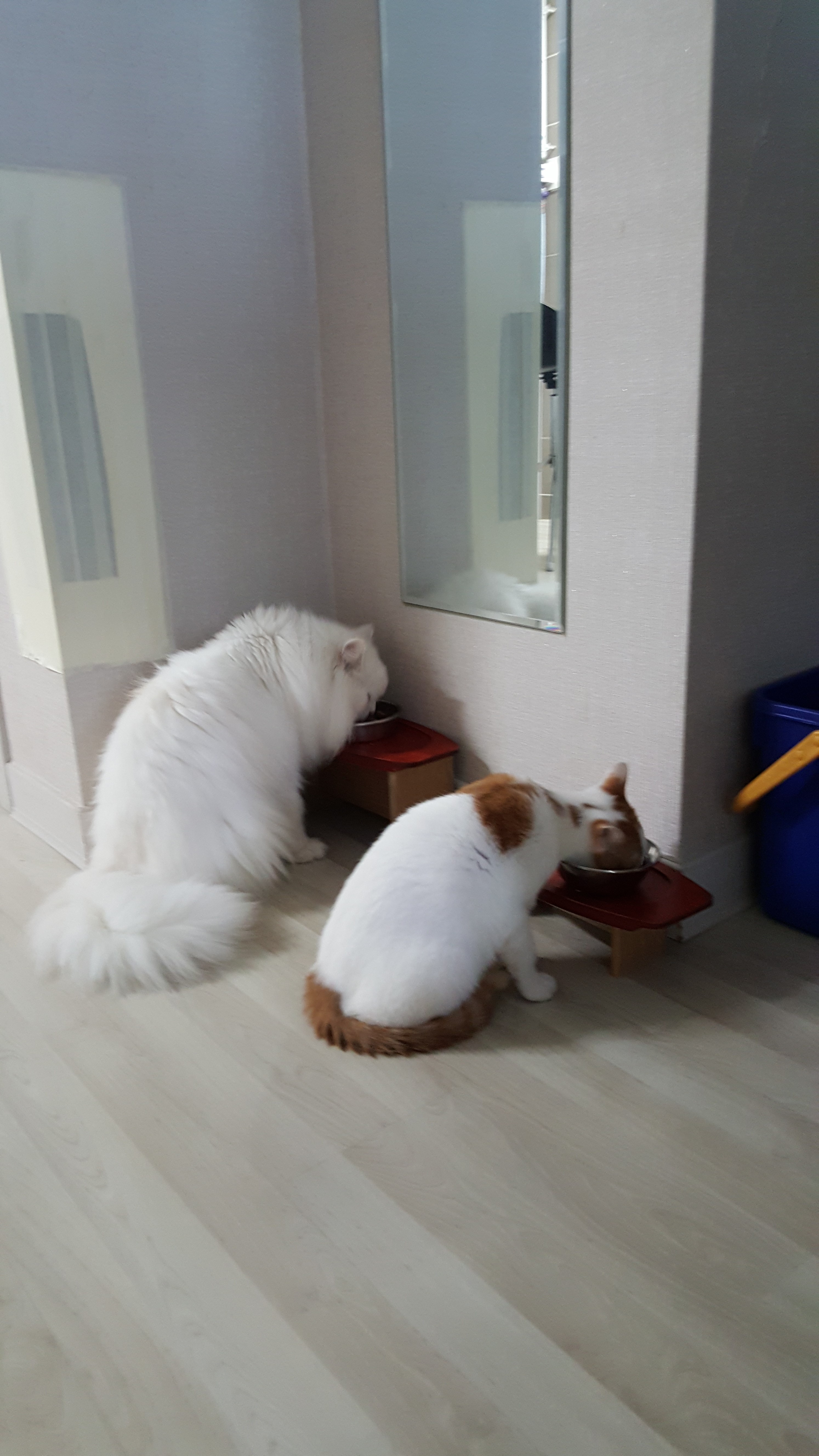 바로가 바르게되었어요