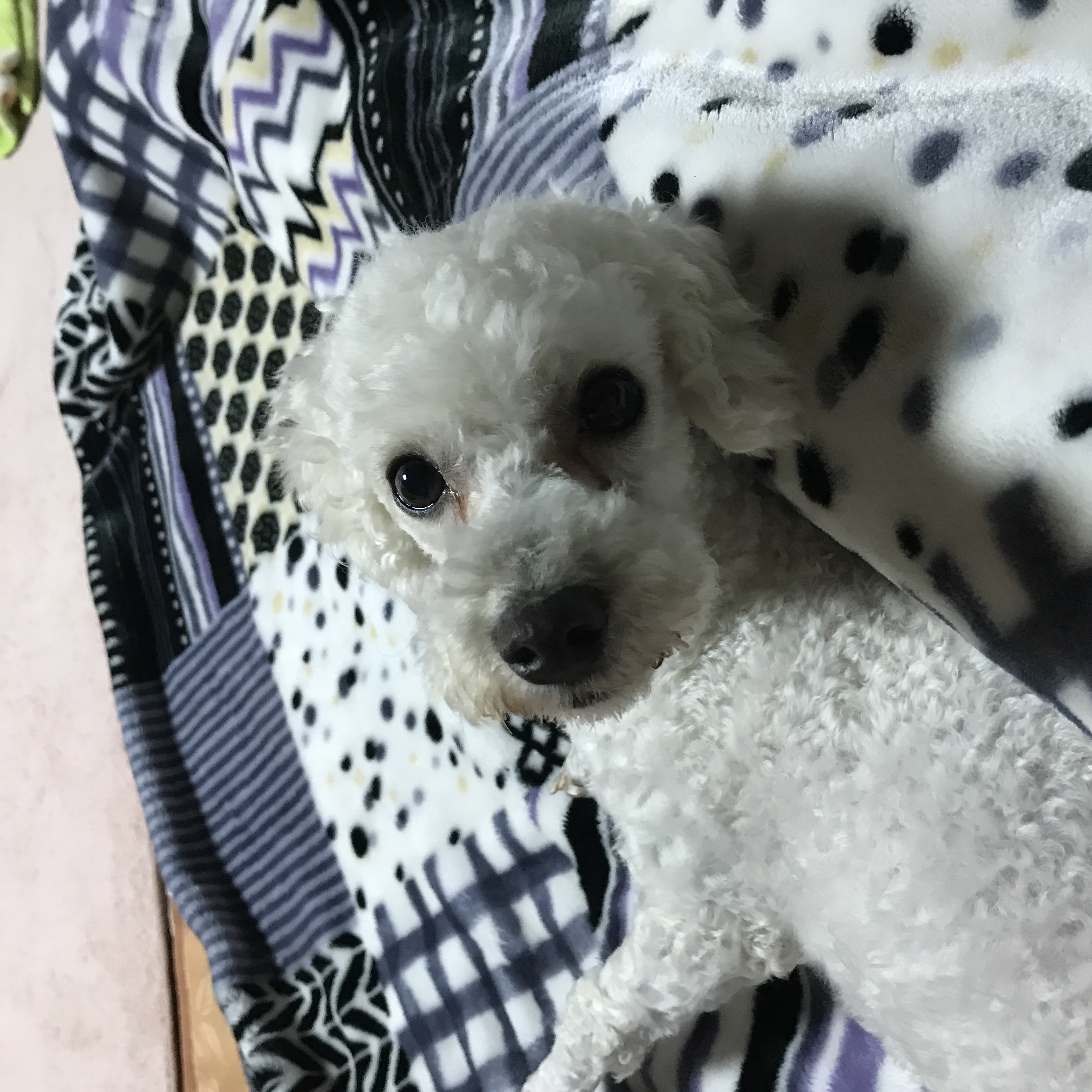 하랑이(길쭉이) 입양 3개월 후기입니다 :-D