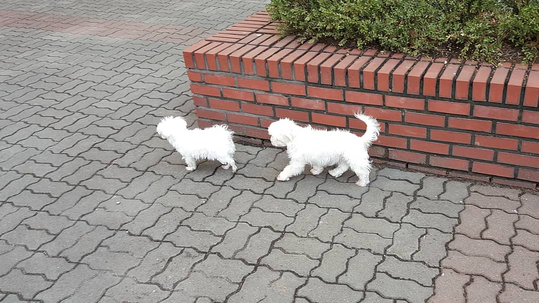 시흥 번식장에서 온 하리(경인) 임보 후기 전합니다.