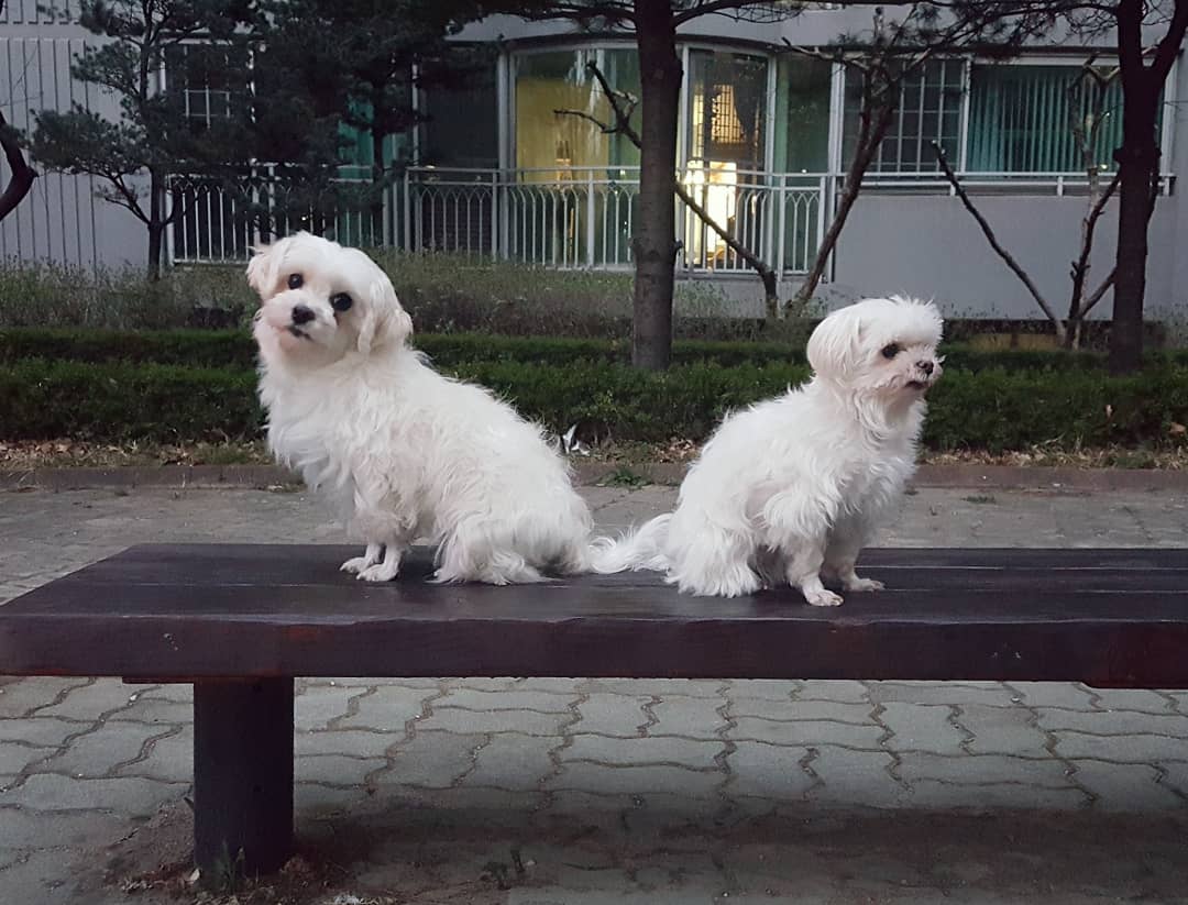 시흥 번식장에서 온 하리(경인) 임보 후기 전합니다.