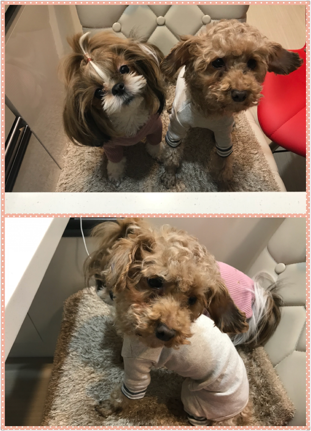 시흥에서 구조된 하나(하리)입양 한달 후기 올립니다^^
