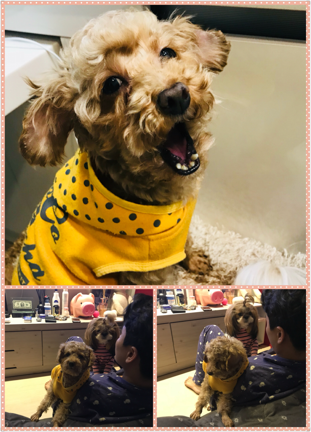 시흥에서 구조된 하나(하리)입양 한달 후기 올립니다^^