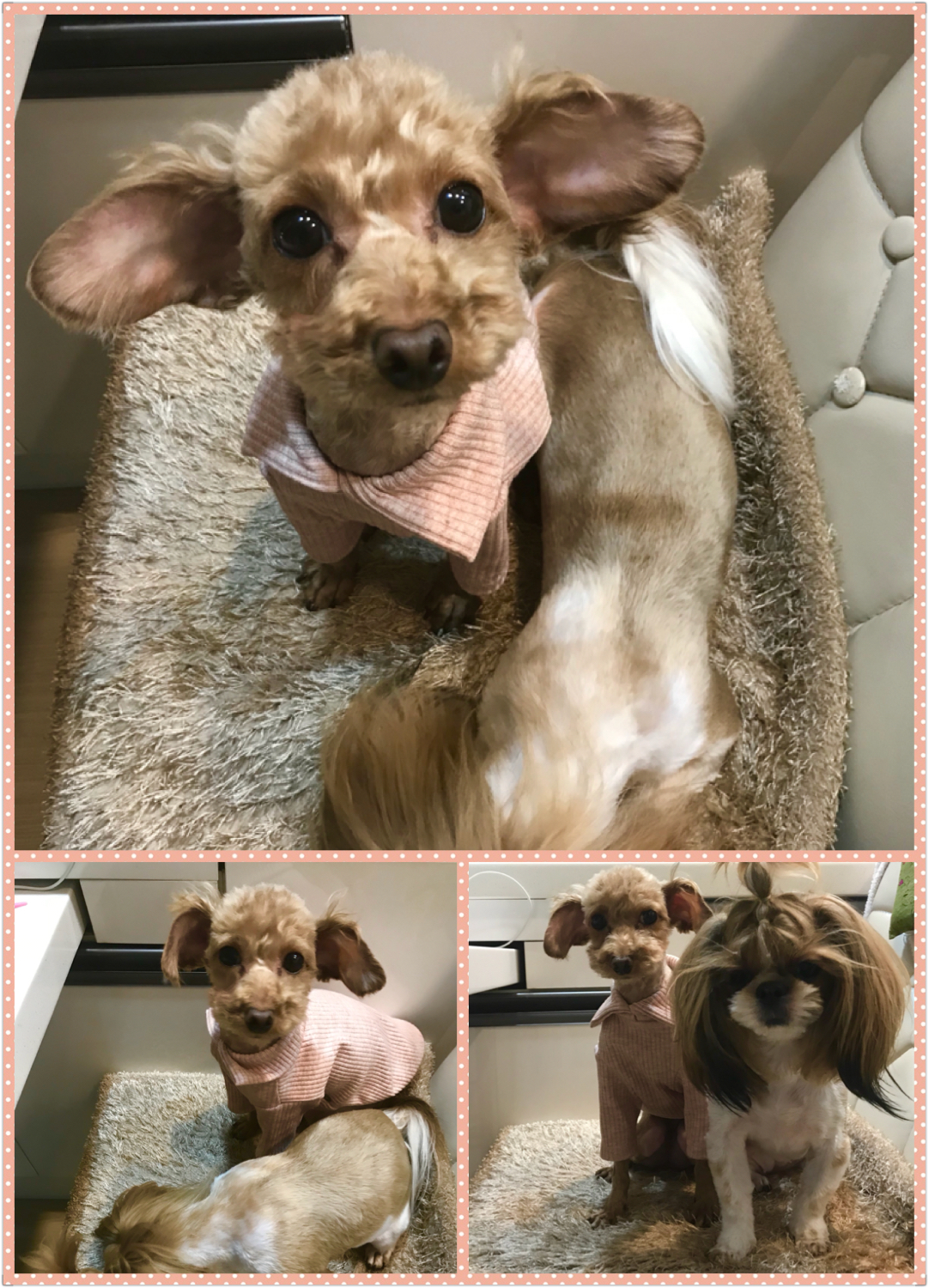 시흥에서 구조된 하나(하리)입양 한달 후기 올립니다^^