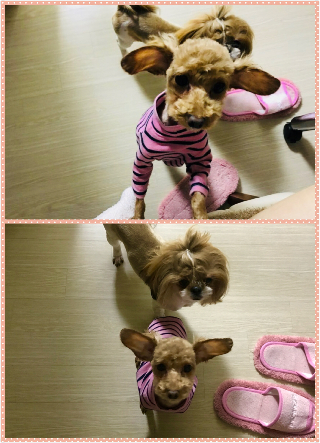 시흥에서 구조된 하나(하리)입양 한달 후기 올립니다^^