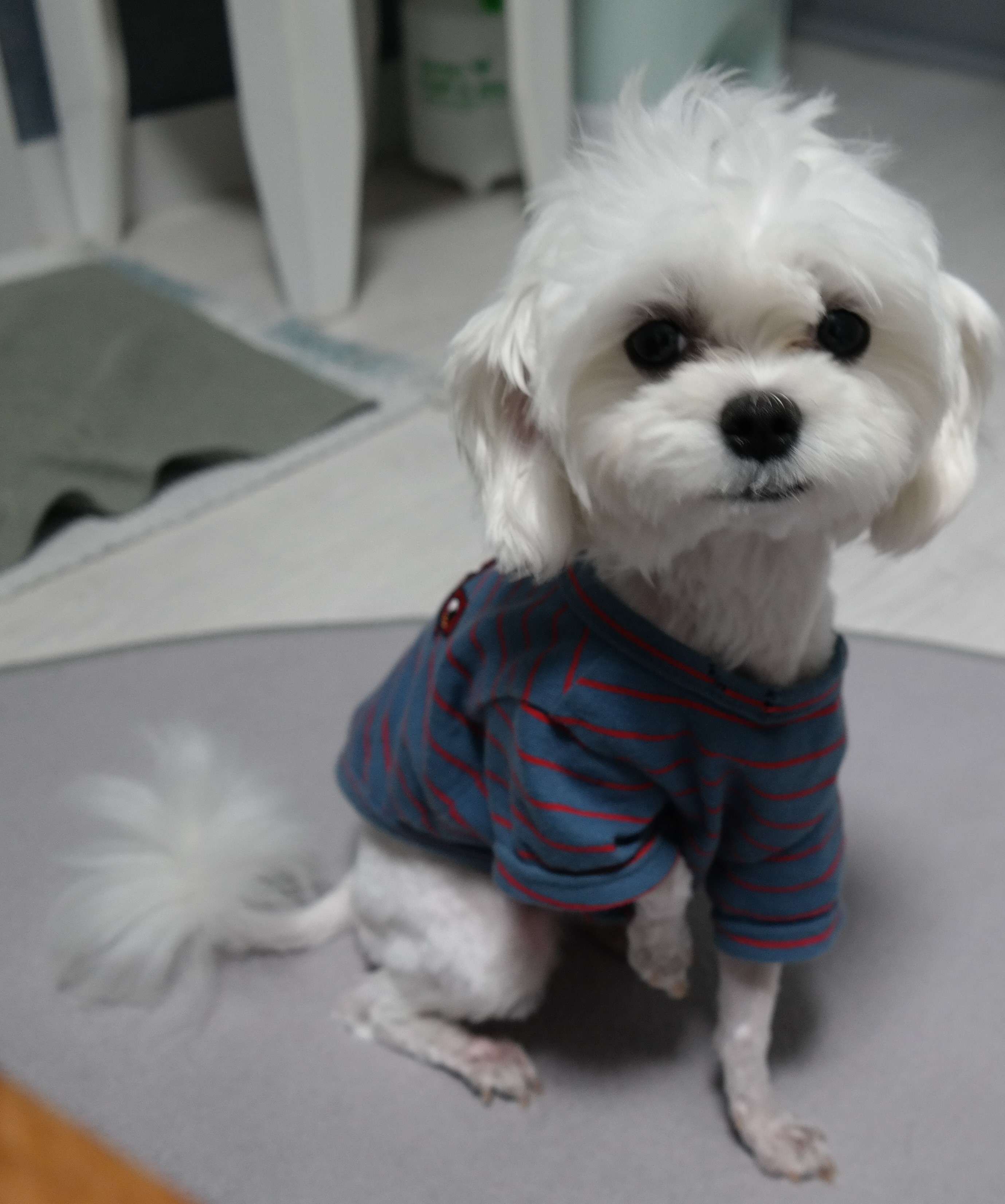 가니(아지)3차 입양후기
