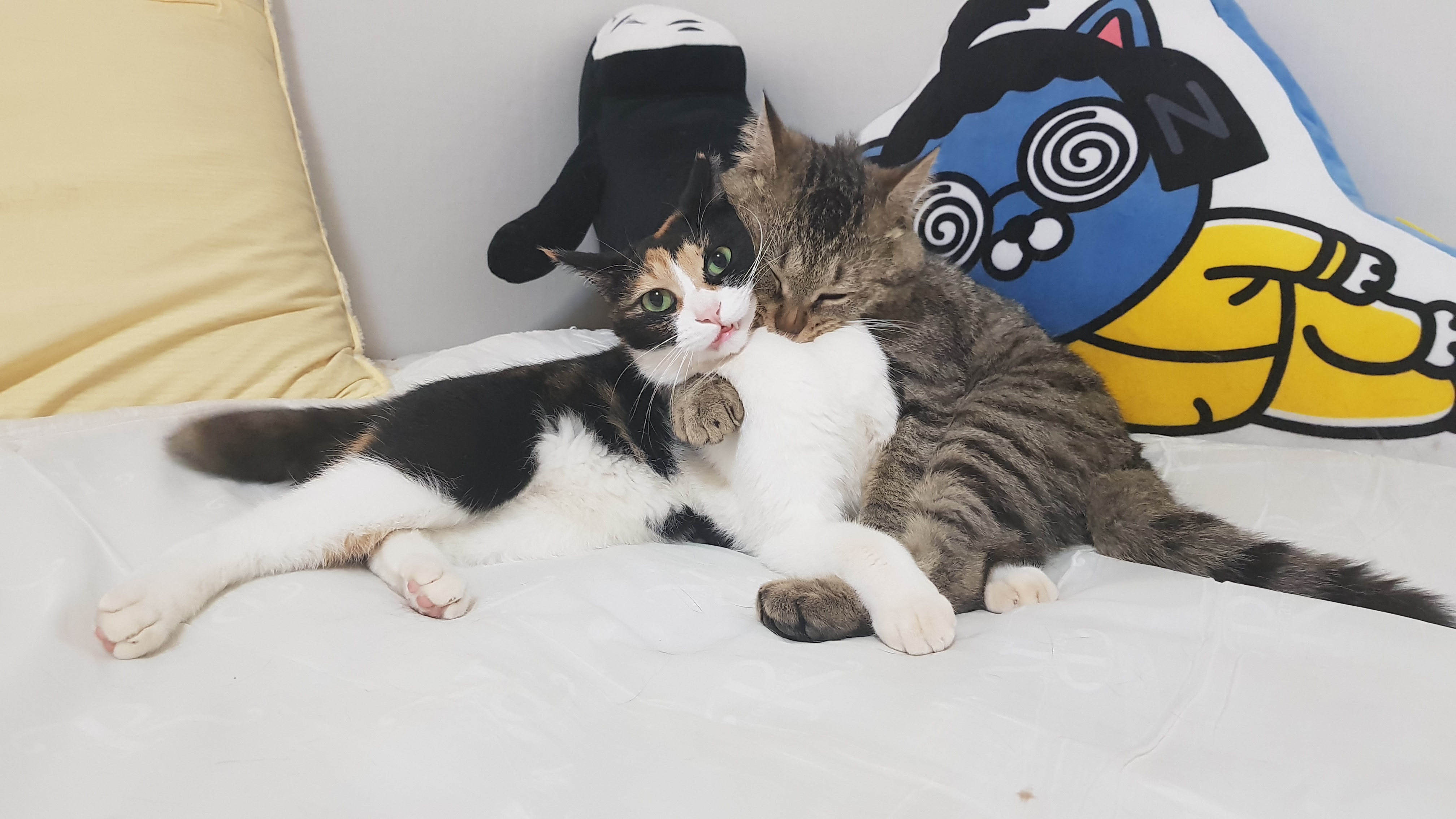 로티 입양후기 2탄