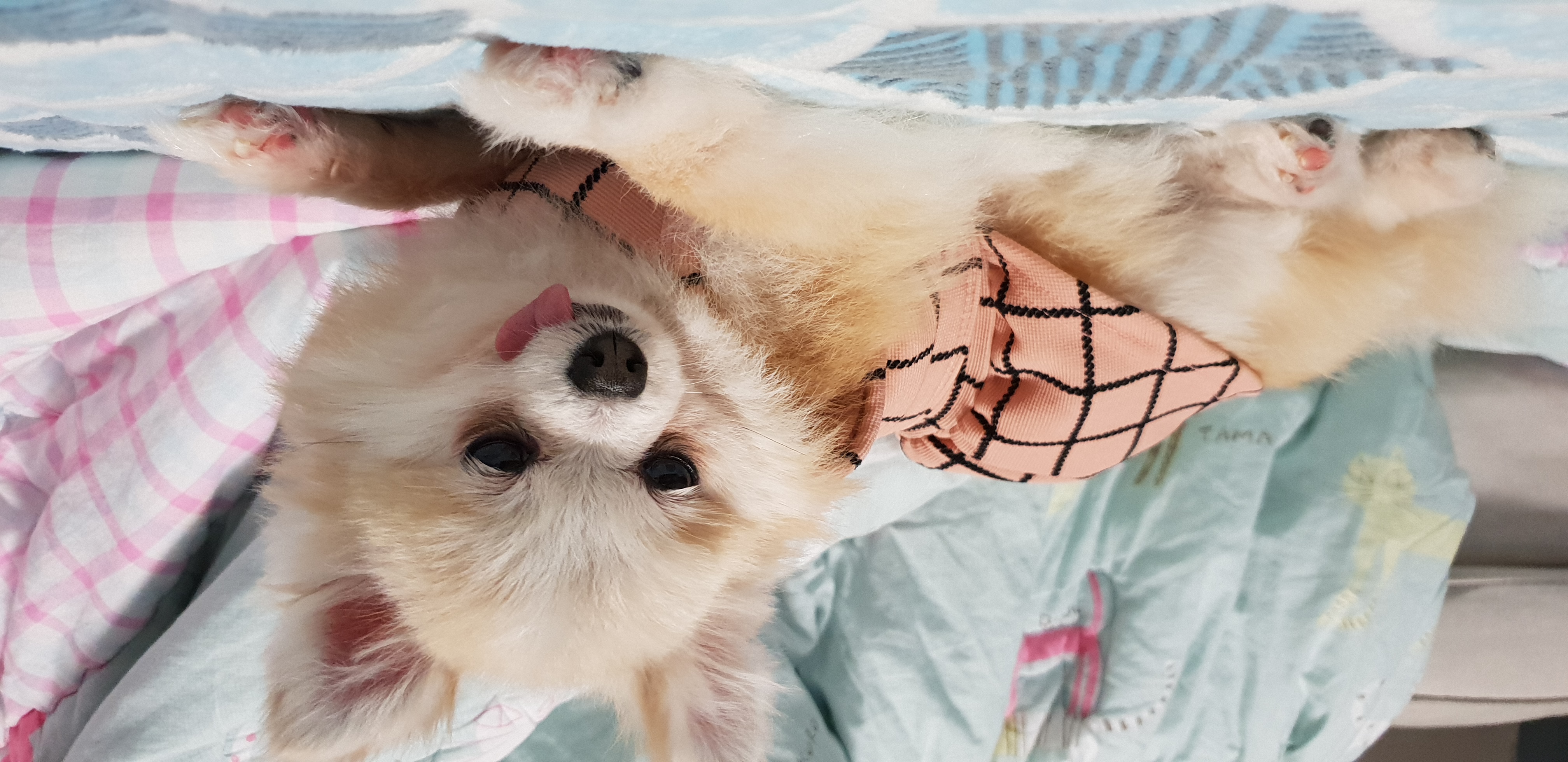 캔디 입양 후기용