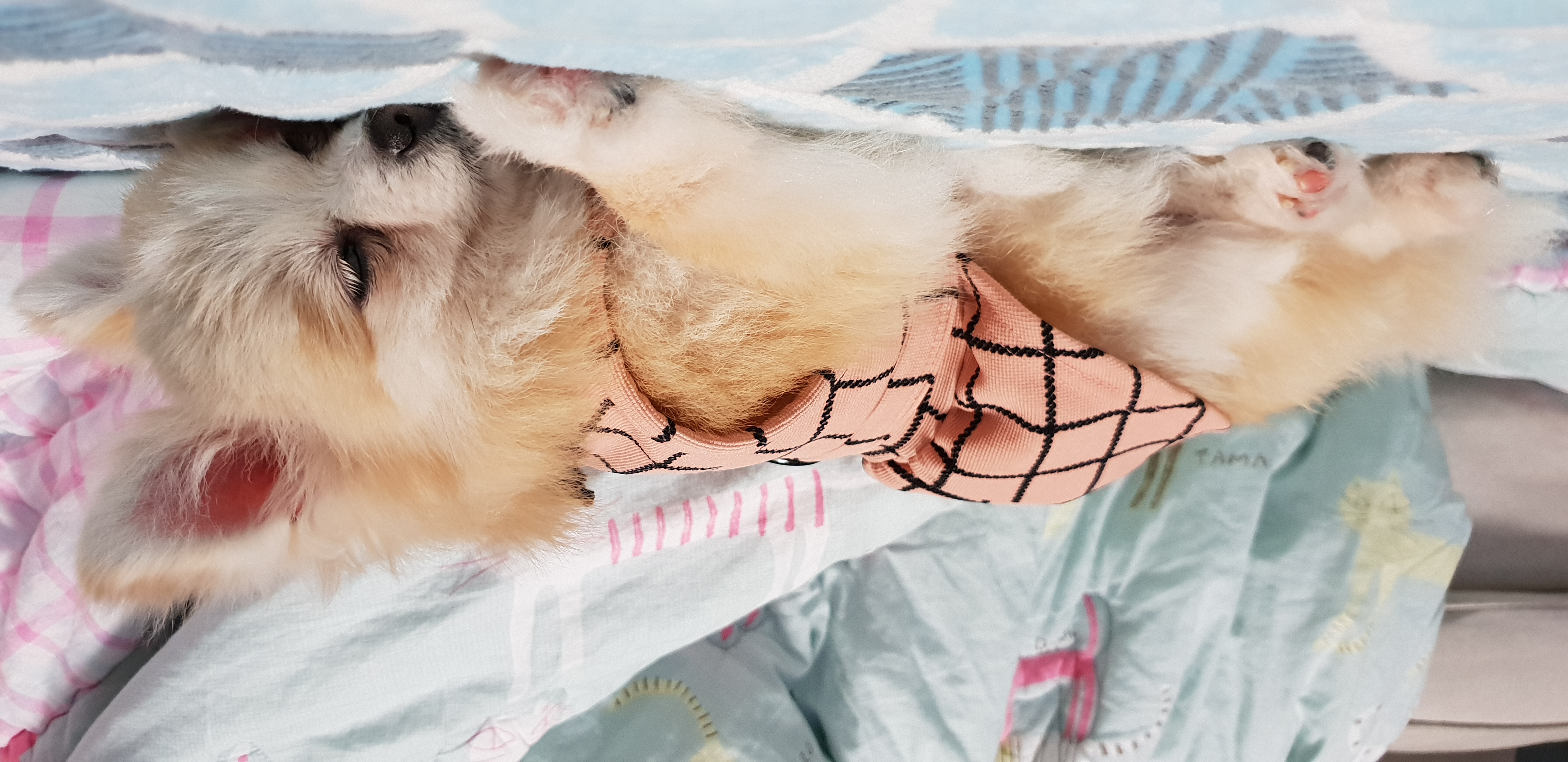 캔디 입양 후기용