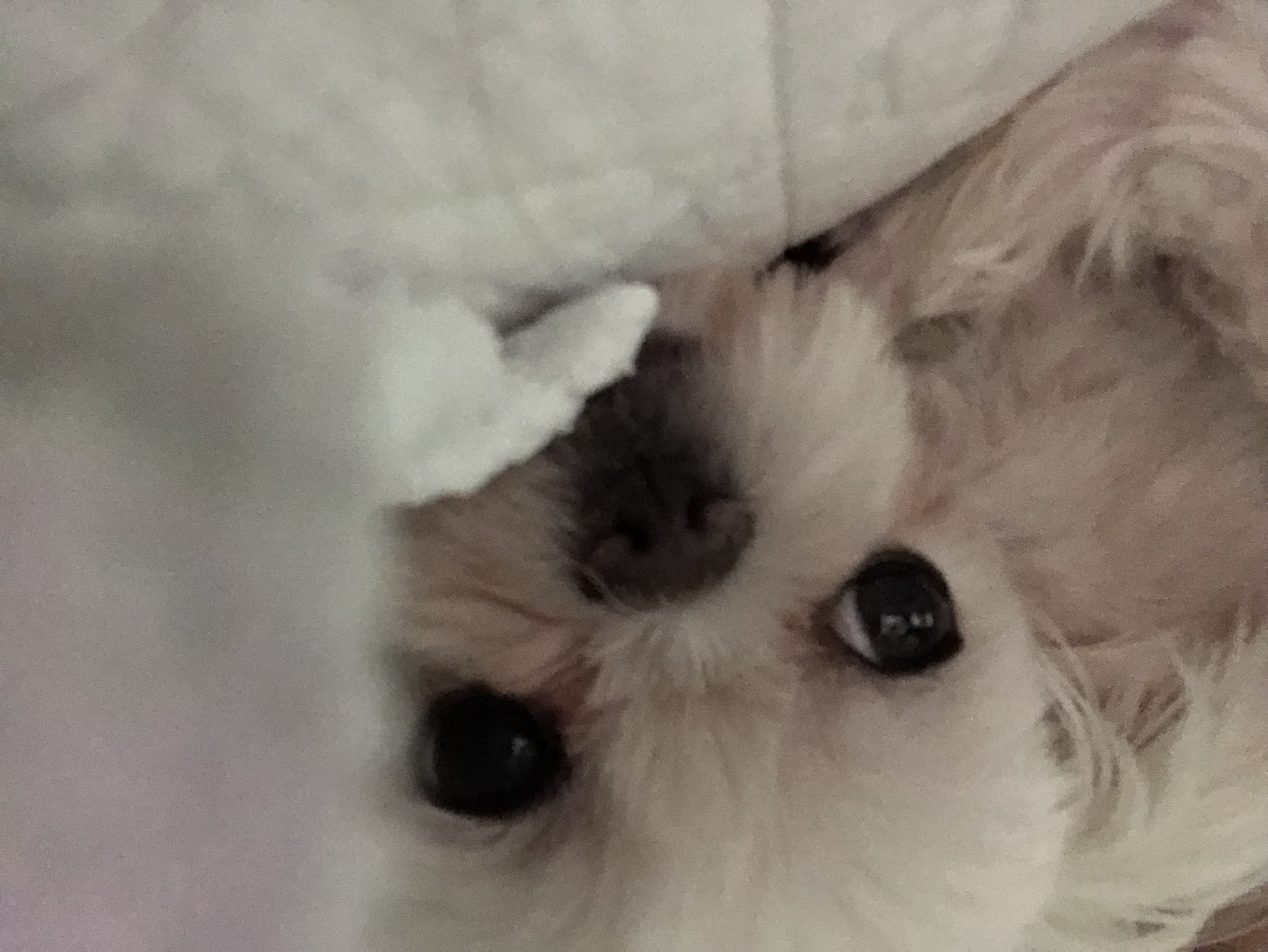 요다 아퍼요