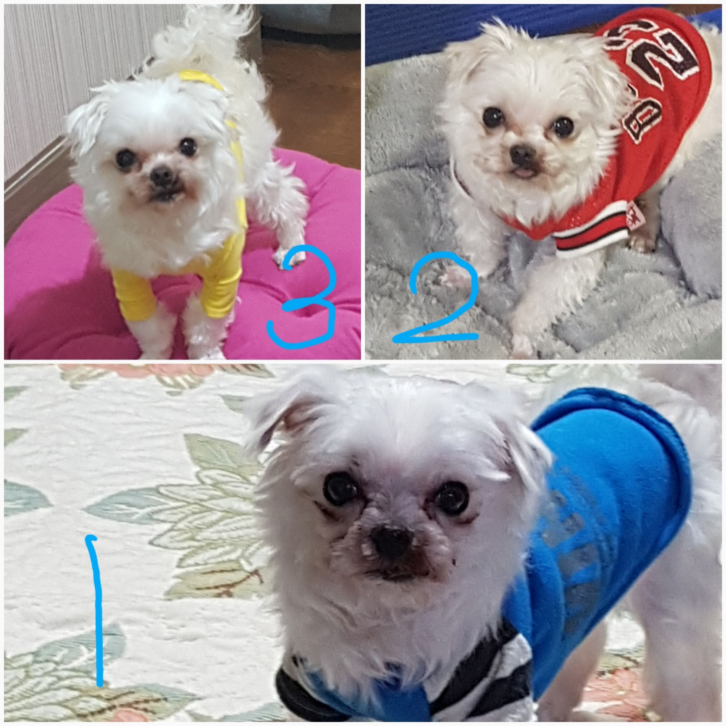 동동이 인사올립니다