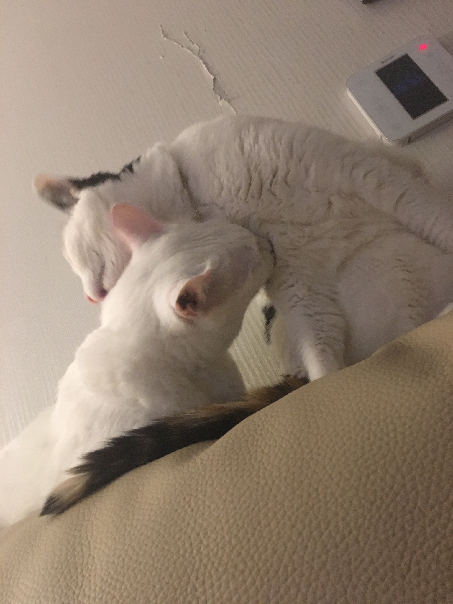 감자 근황올려요