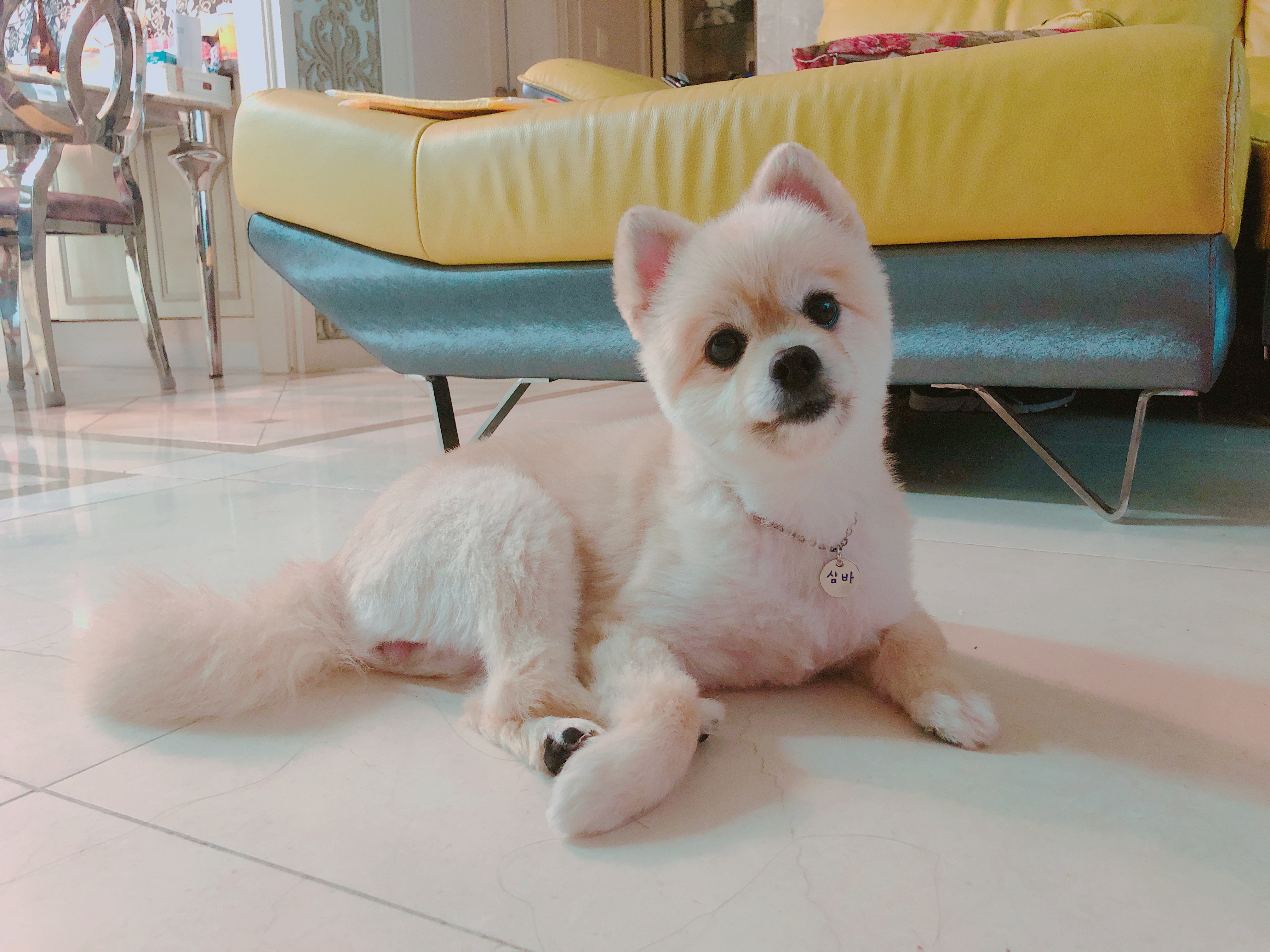 시흥번식장에서 온 심바의 첫번째 일기~
