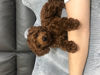 사과 입양 후기 입니다. 