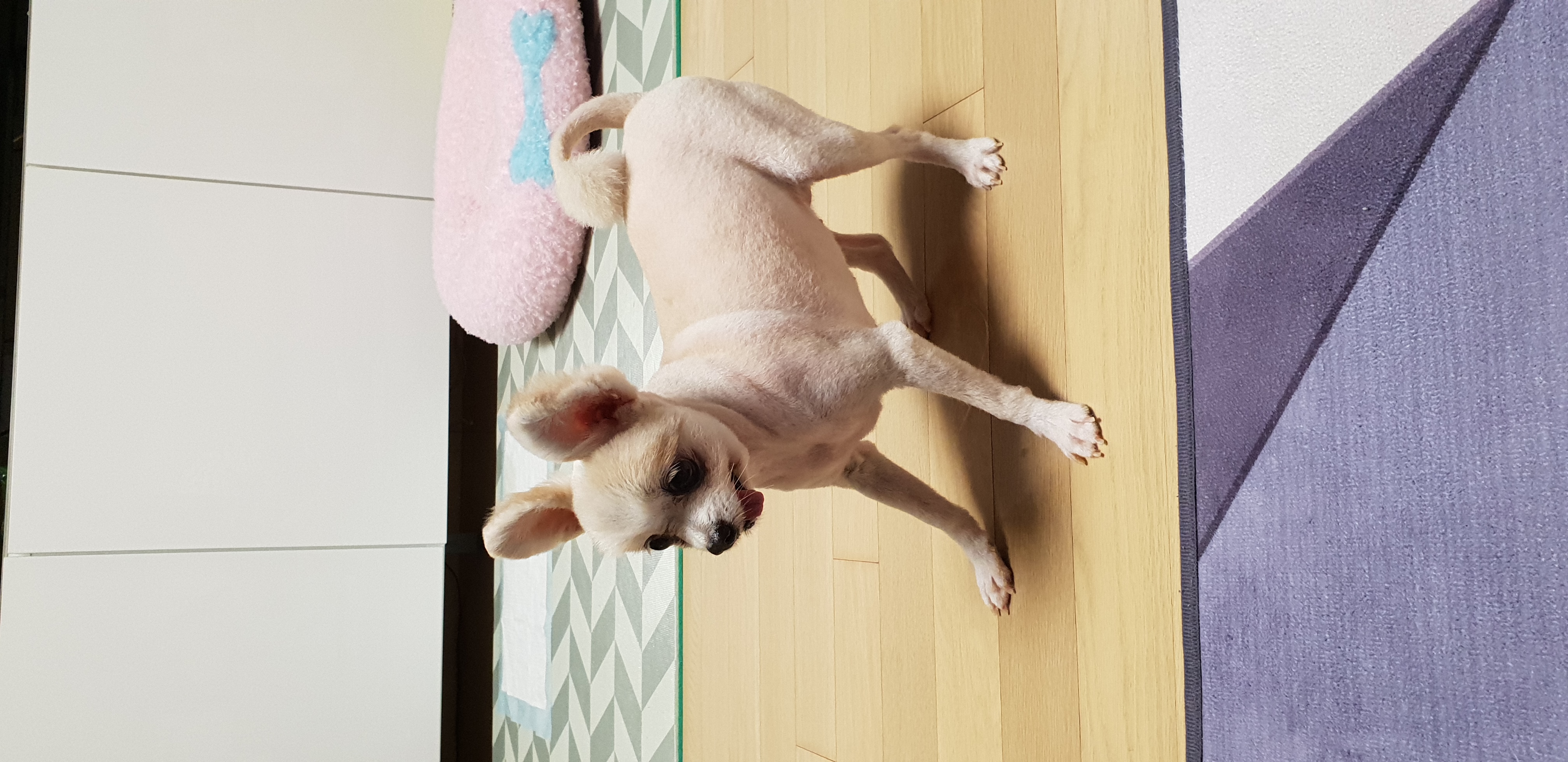 캔디 미용했어요 ^^