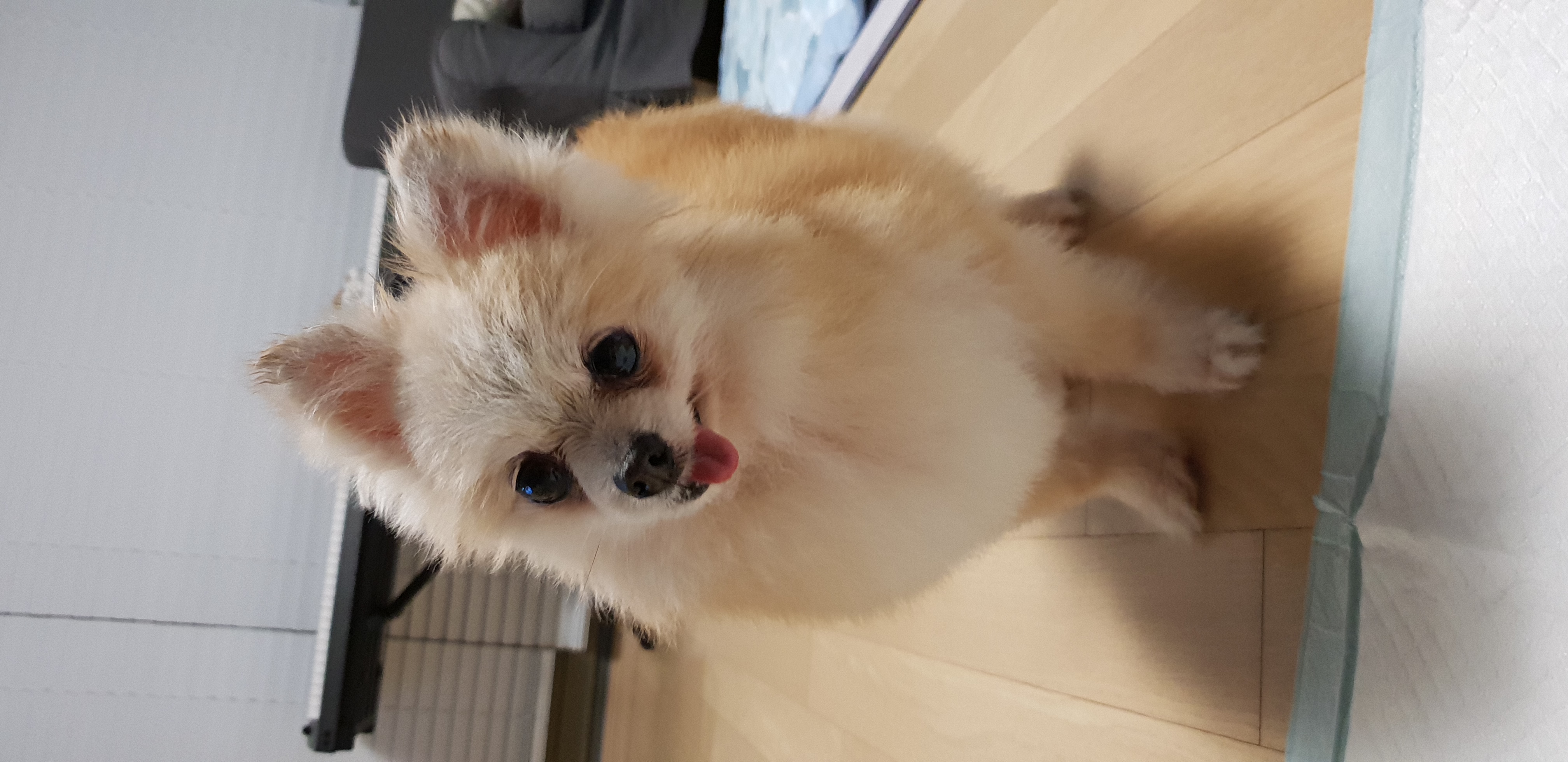 캔디 미용했어요 ^^