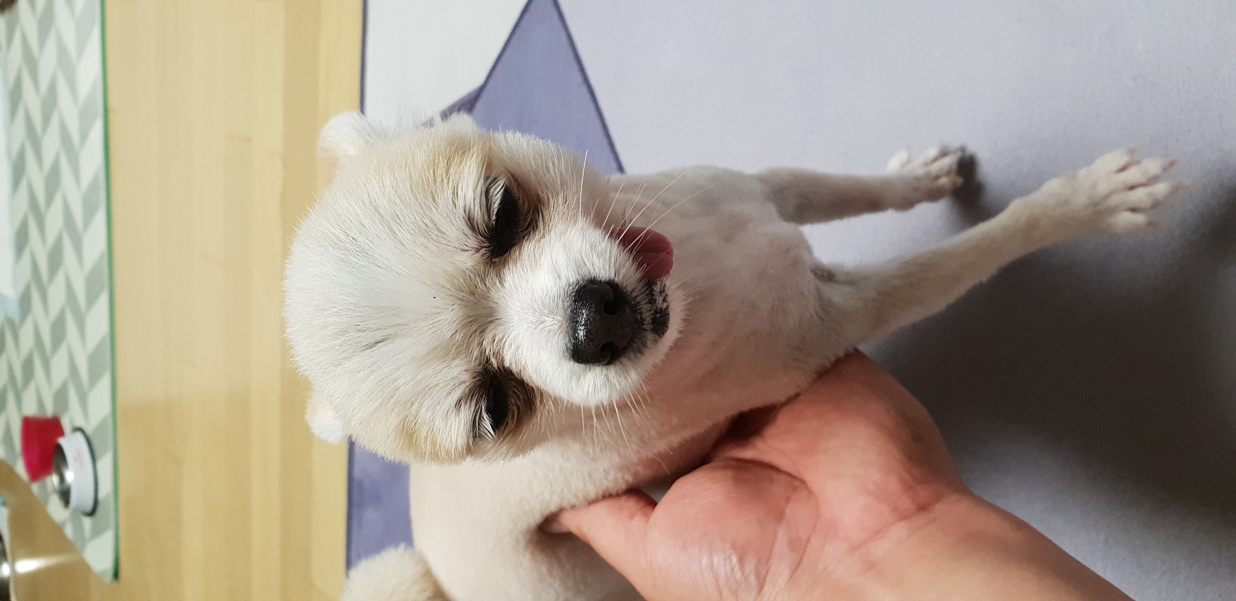 캔디 미용했어요 ^^