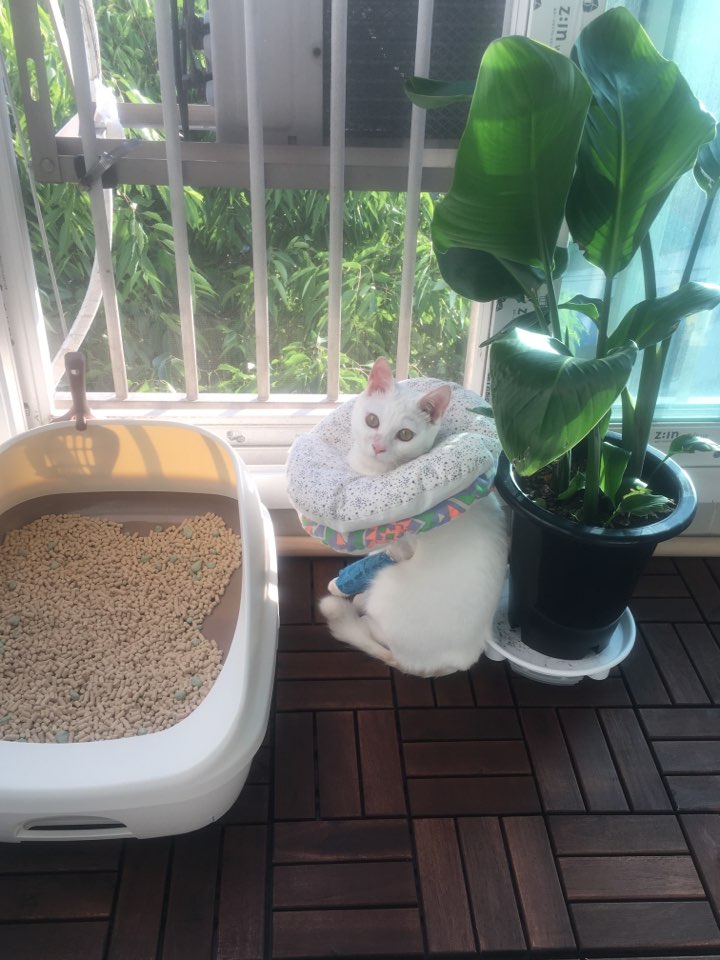 아기고양이 마리 그리고 다리 수술한 구름이