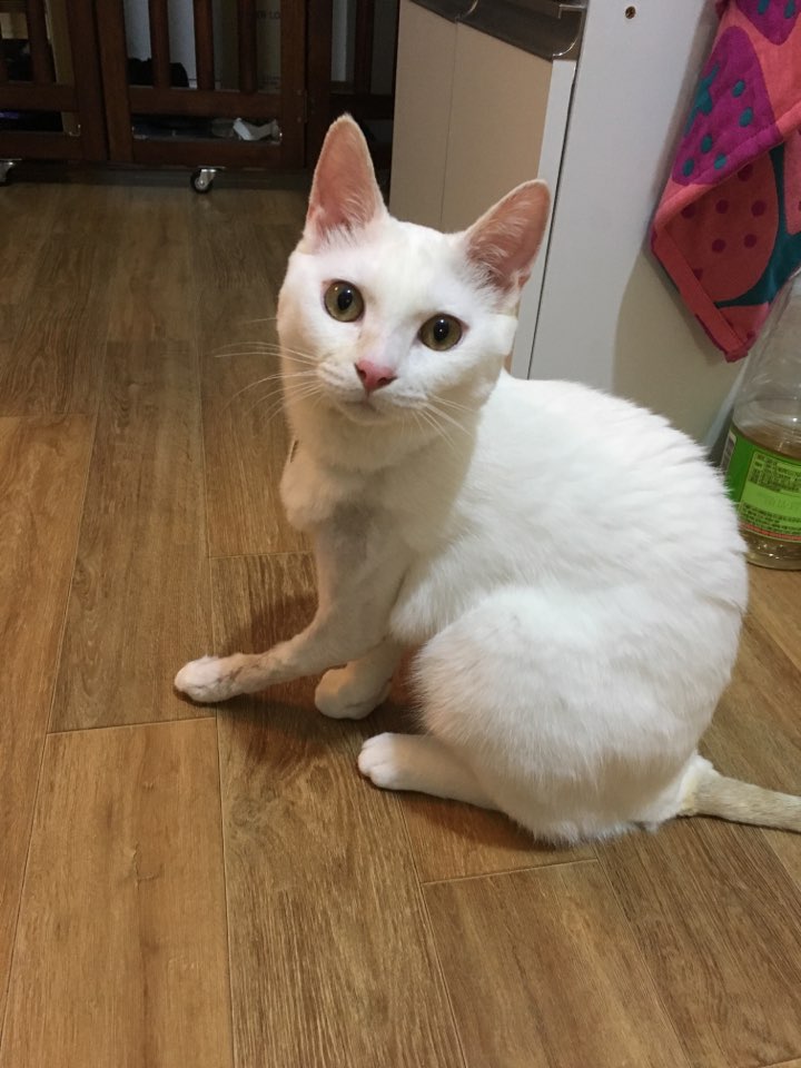 아기고양이 마리 그리고 다리 수술한 구름이