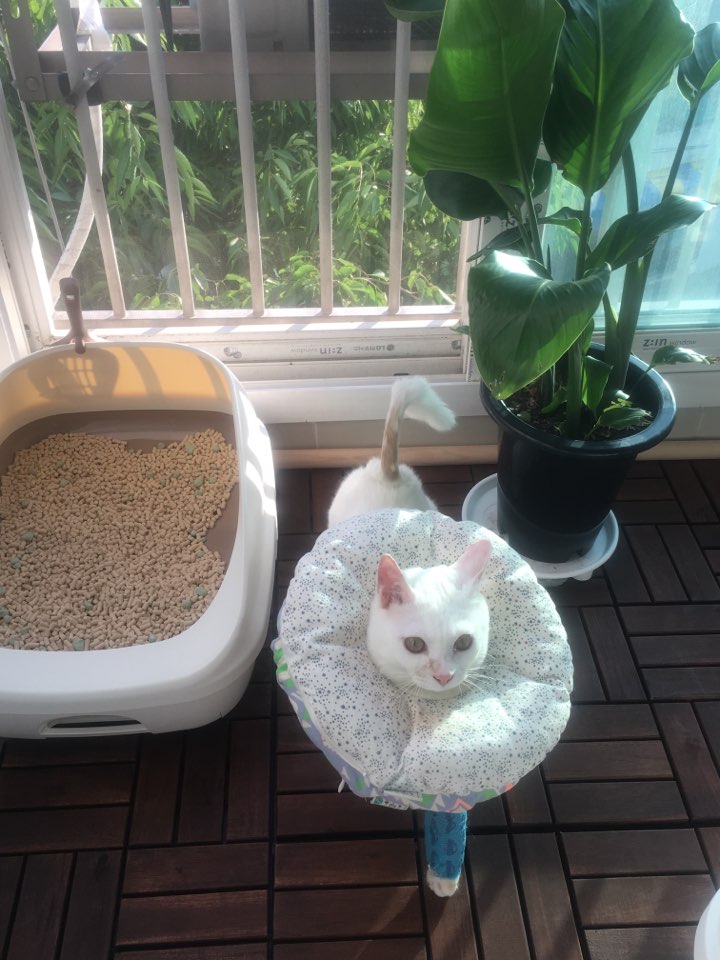 아기고양이 마리 그리고 다리 수술한 구름이