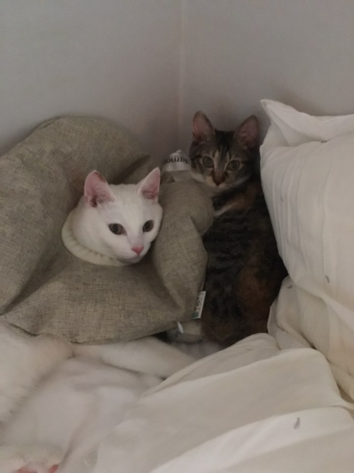 아기고양이 마리 그리고 다리 수술한 구름이