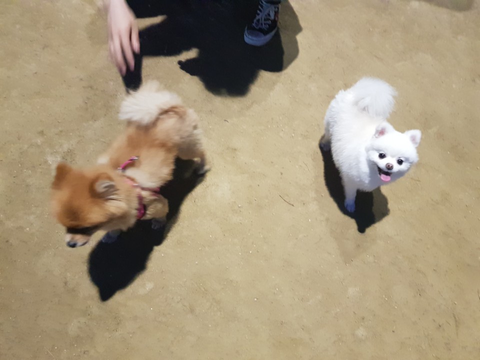 시흥불법번식장에서 구조된 두부 잘지내고있어요~