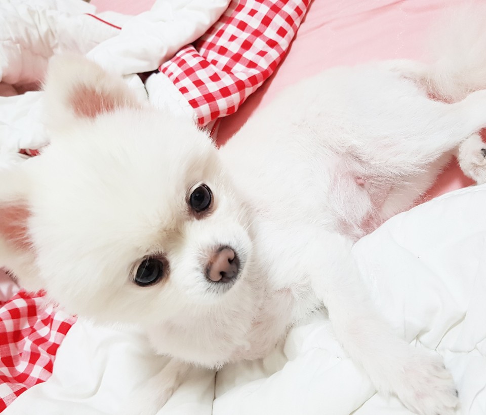 시흥불법번식장에서 구조된 두부 잘지내고있어요~