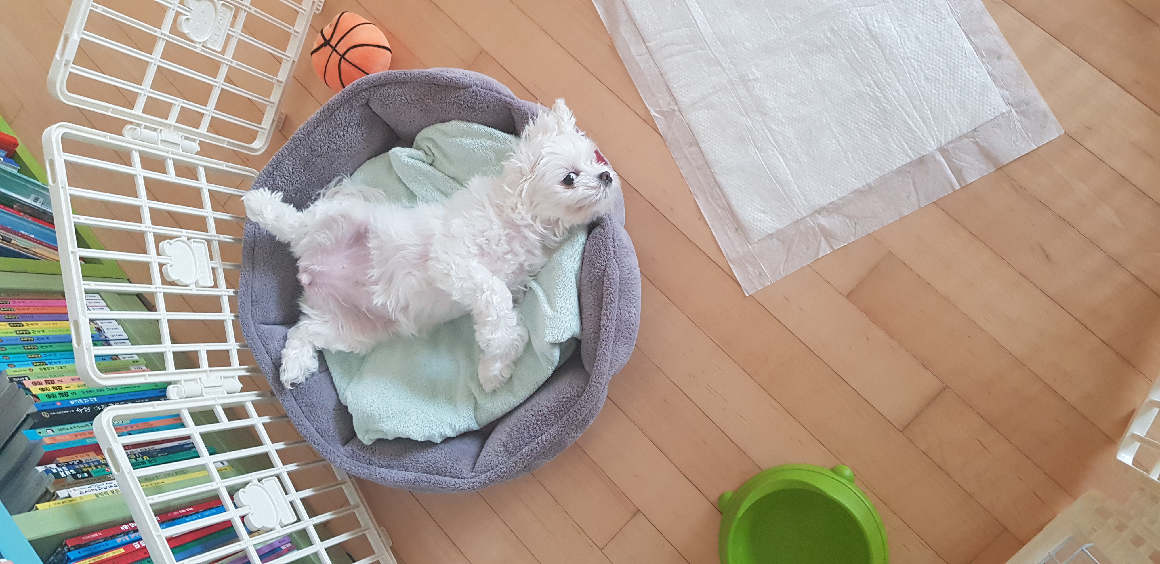 딸기 입양후기4개월~