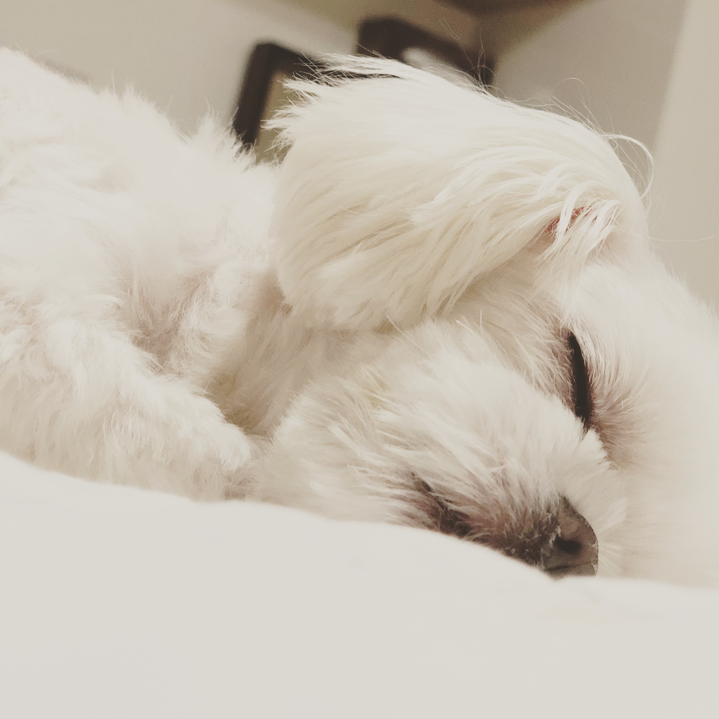 요다 임보 5개월 