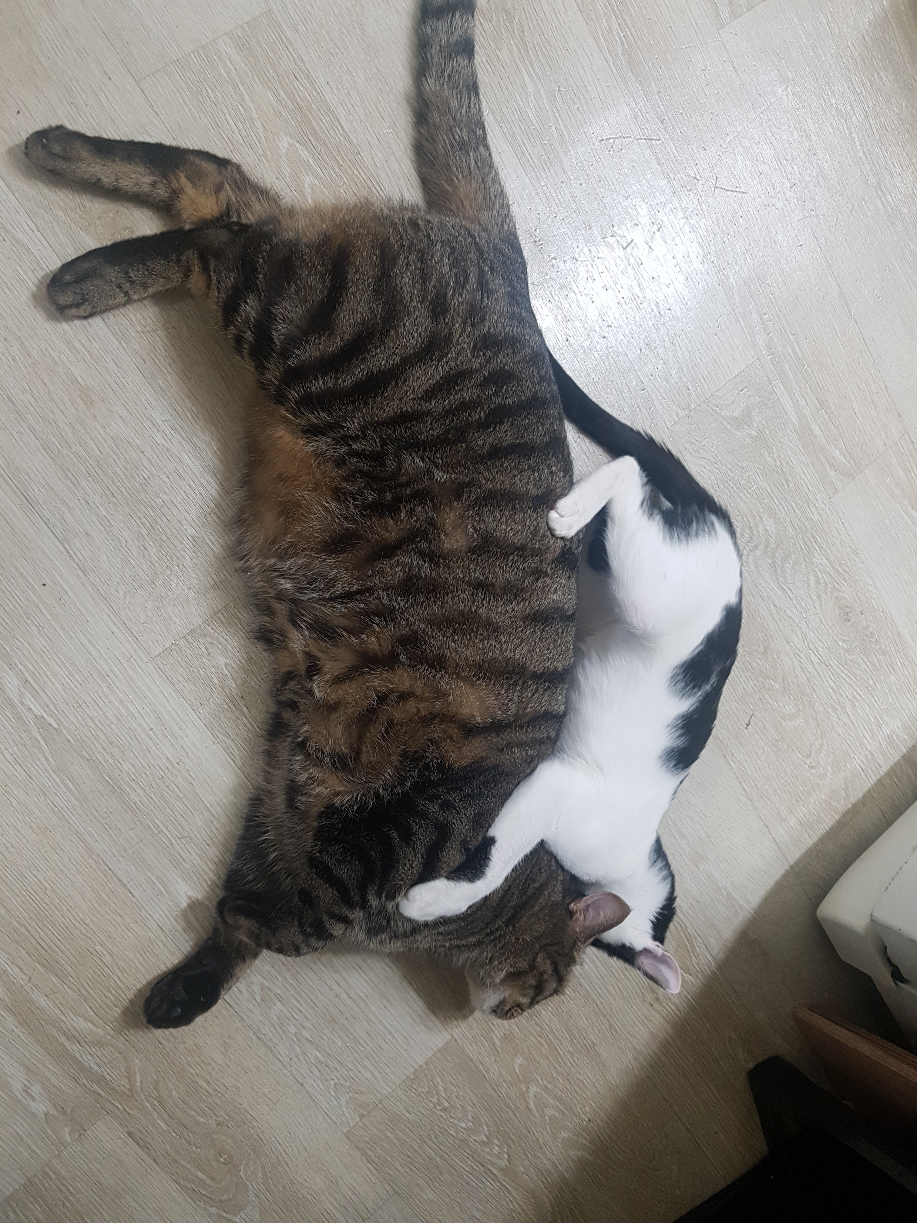 저희 아이들입니다. 인사드립니다. 