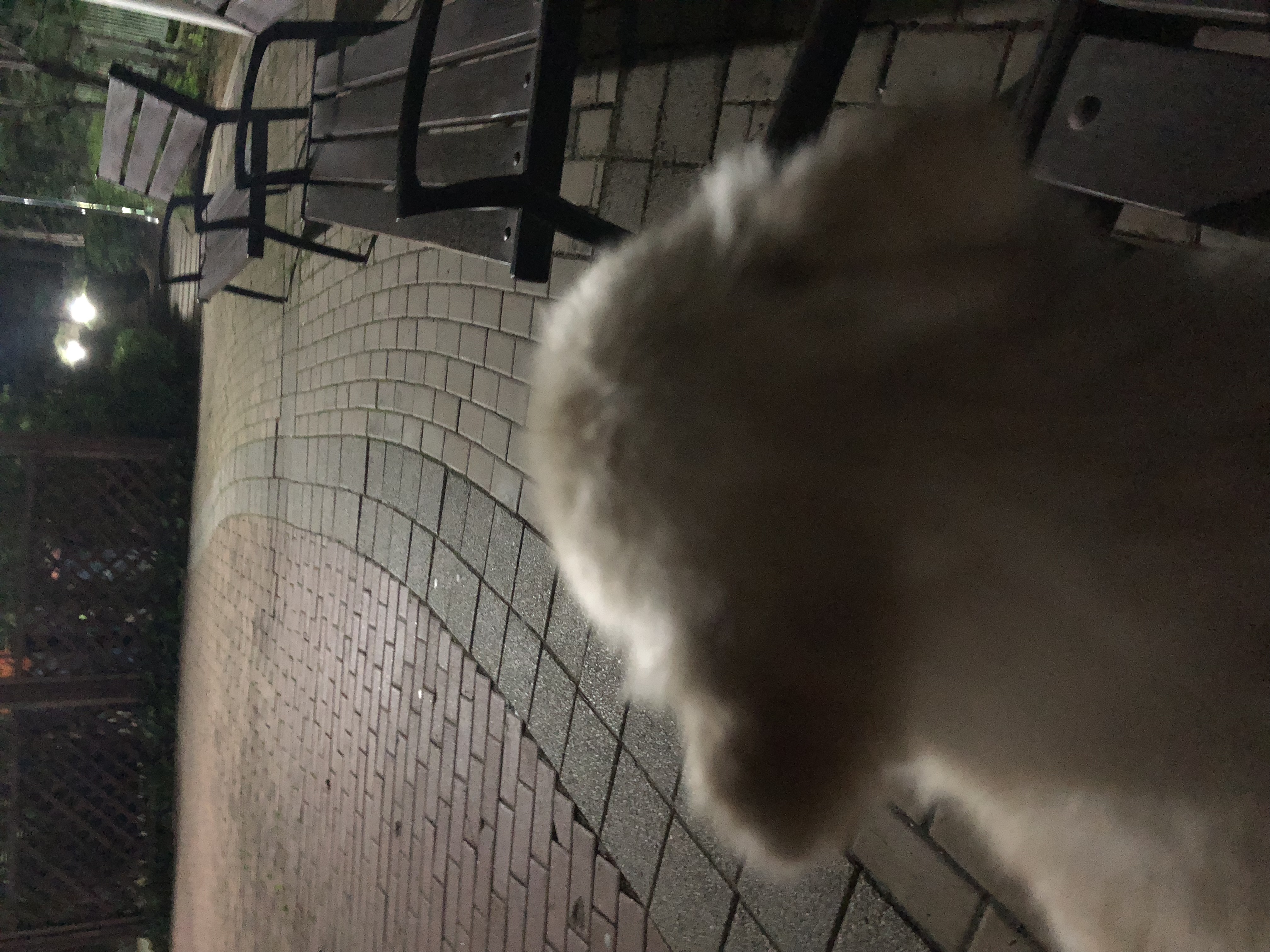 시흥번식장에서 온 심바의 두번째 일기~