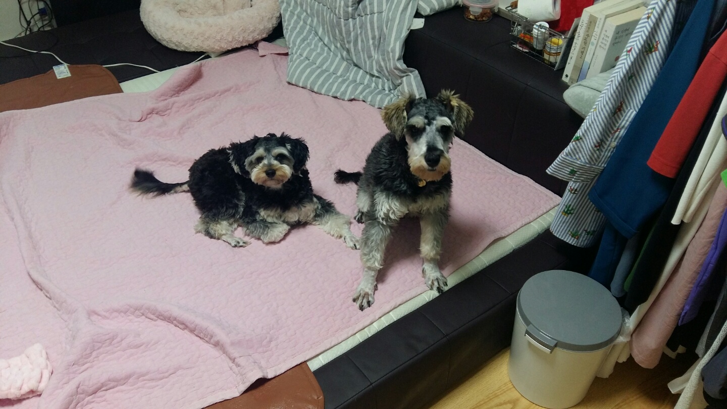 대한이가 우리집에 온지 열흘 됐네요~~^&^
