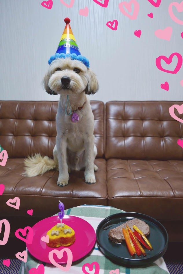 봉구 생일이예요~ (입양2주년)