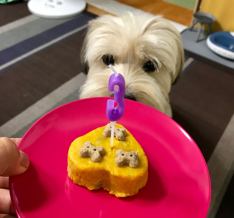 봉구 생일이예요~ (입양2주년)