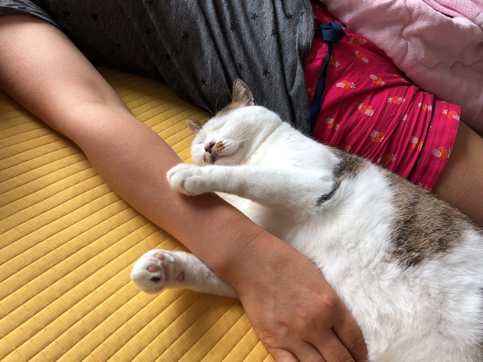 호박이(마리모) 입양 후기 다섯번째~