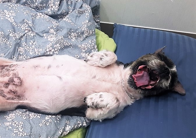 머털이 일주년 기념 입양후기입니다~!