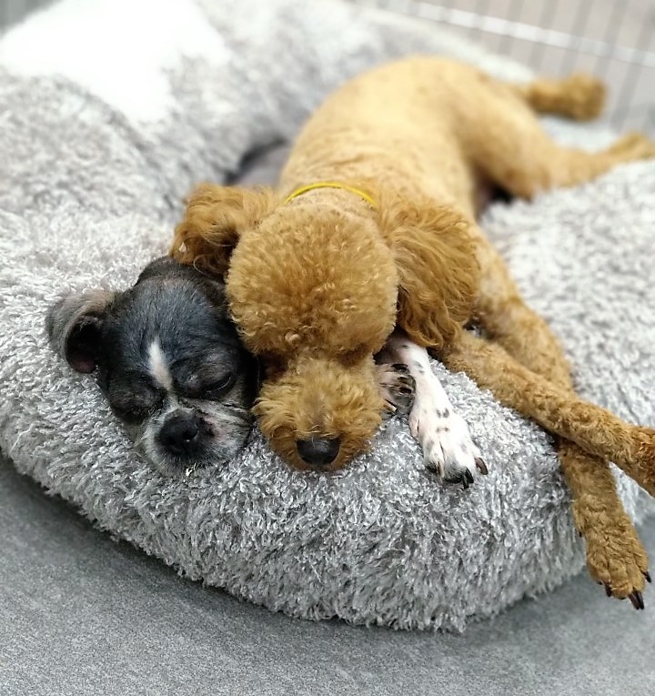 머털이 일주년 기념 입양후기입니다~!