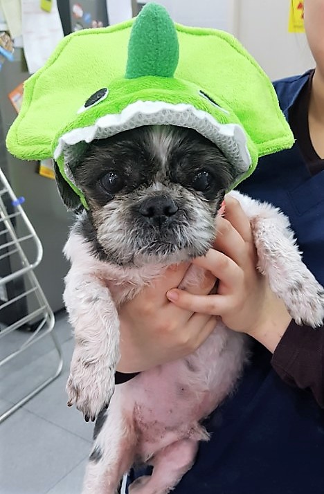 머털이 일주년 기념 입양후기입니다~!
