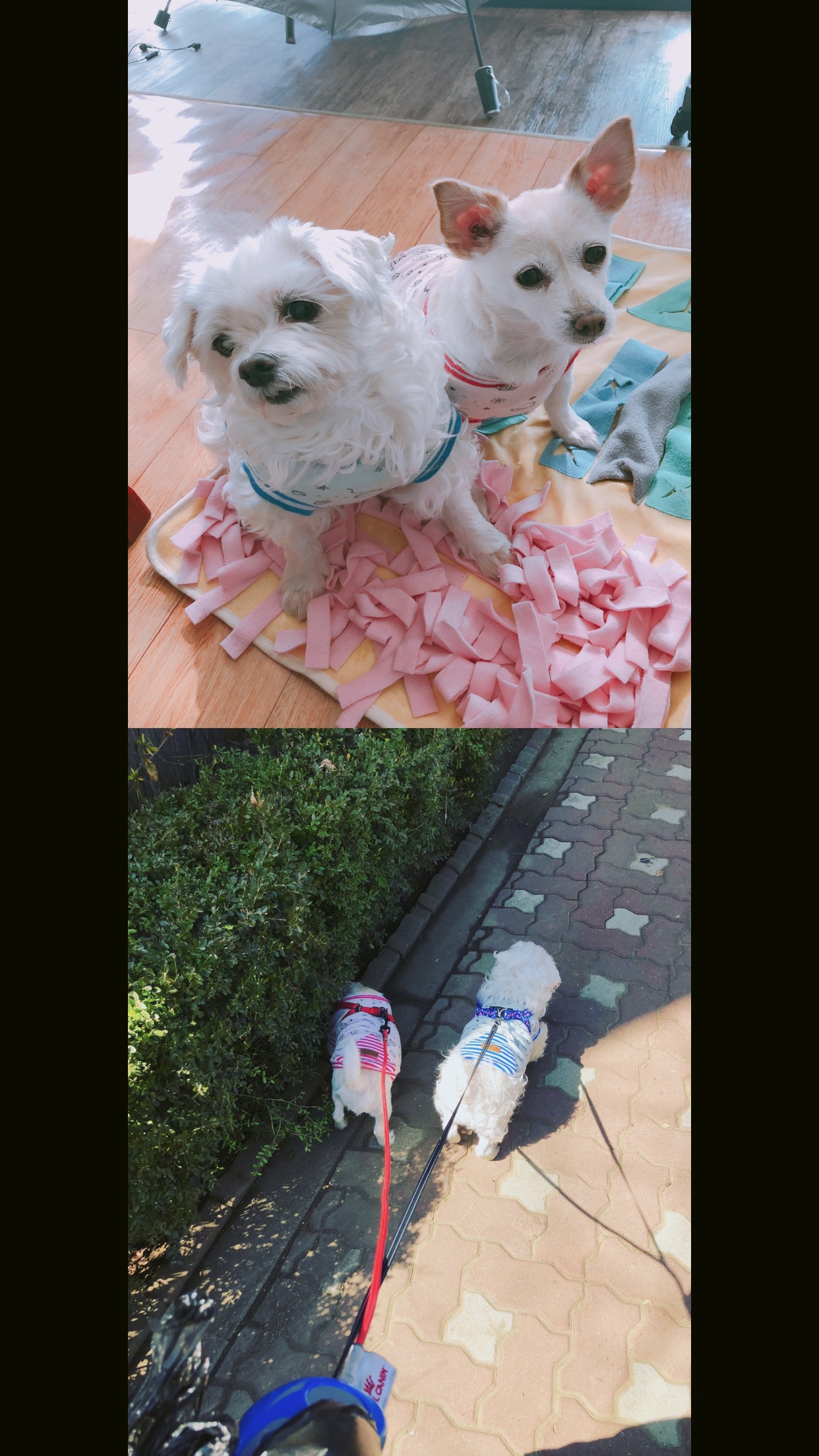 목련이 1년 입양 후기입니다~ 