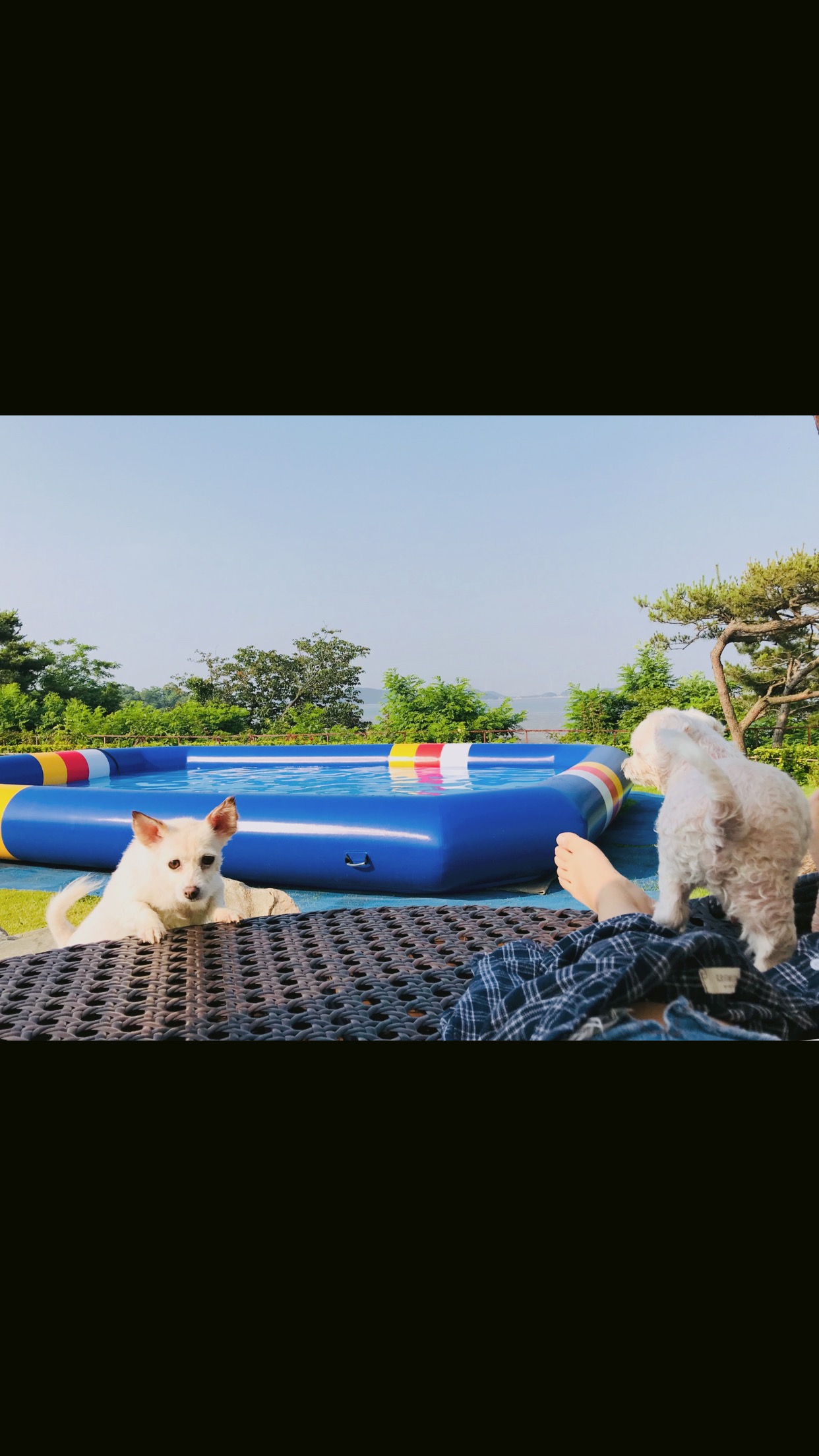 목련이 1년 입양 후기입니다~ 