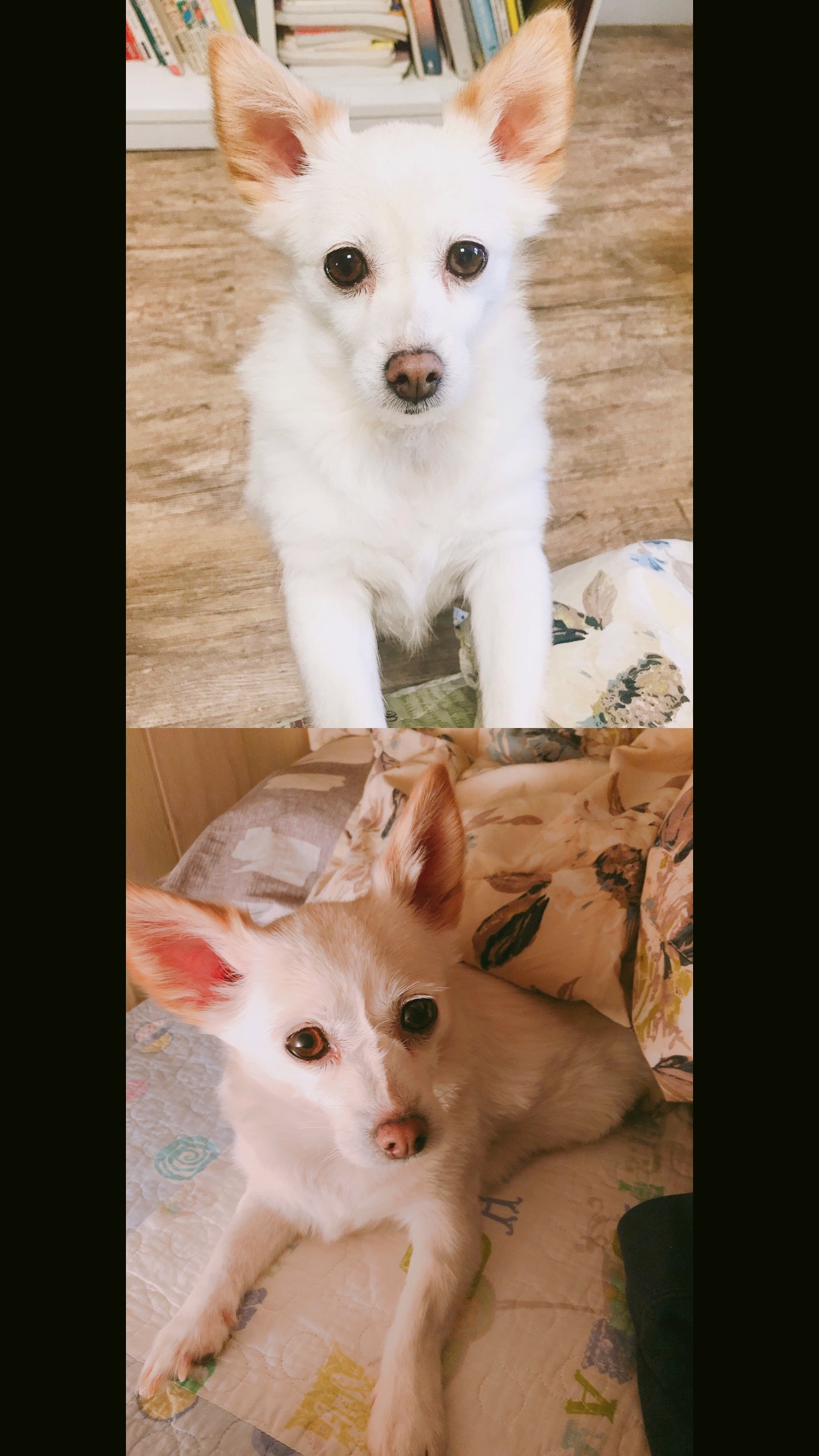 목련이 1년 입양 후기입니다~ 