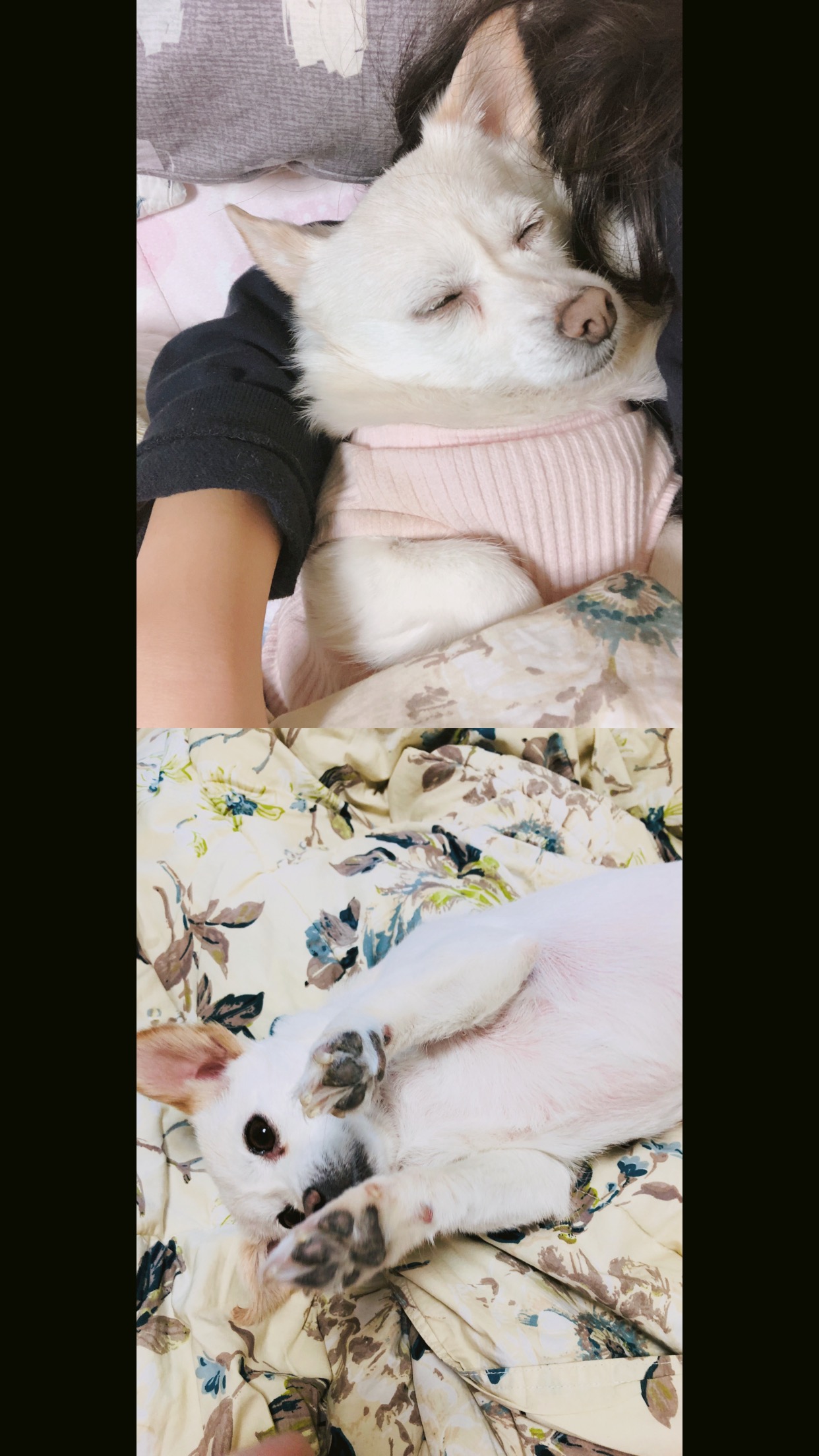목련이 1년 입양 후기입니다~ 